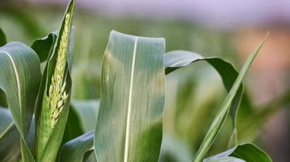 long-rectangle-corn