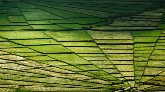 Spider Web Rice Fields