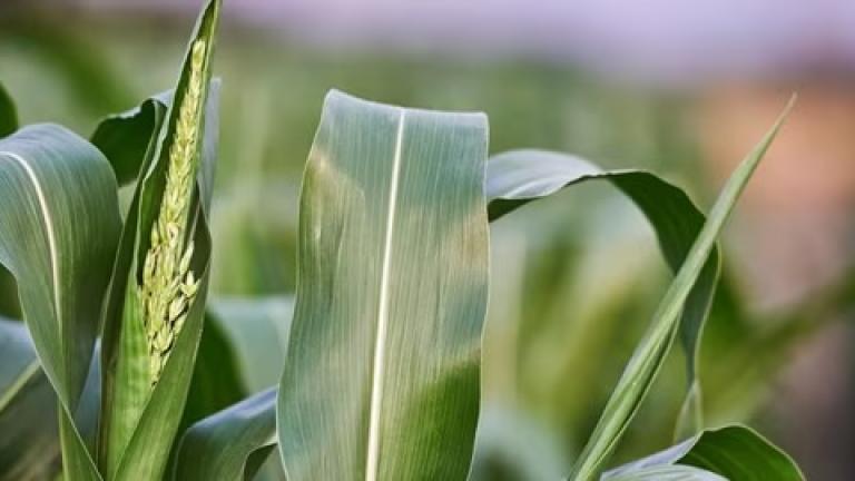 long-rectangle-corn