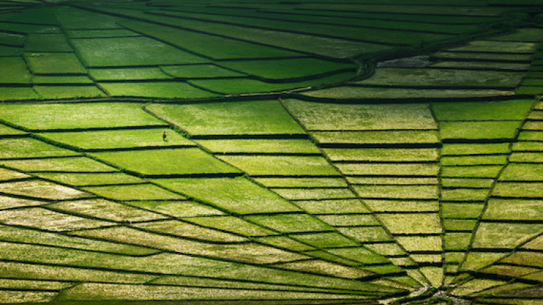 Spider Web Rice Fields